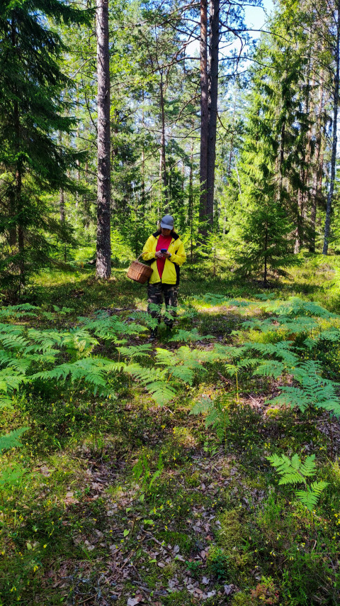 Человек с корзиной в лесу