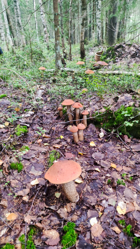 Подосиновики в лиственном лесу после дождя