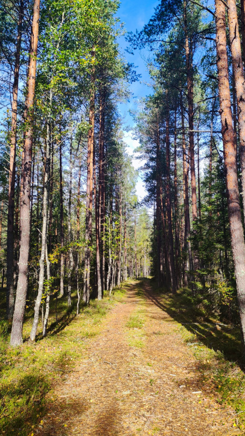 Лесная дорога среди сосен в солнечный день