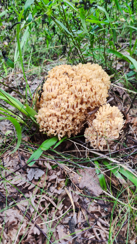 Гриб рогатик в лесу среди травы