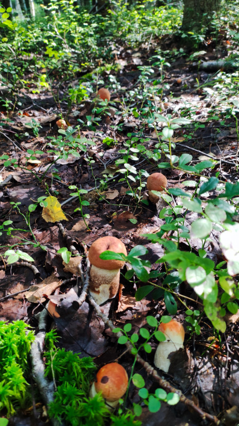 Грибы подосиновики на лесной подстилке