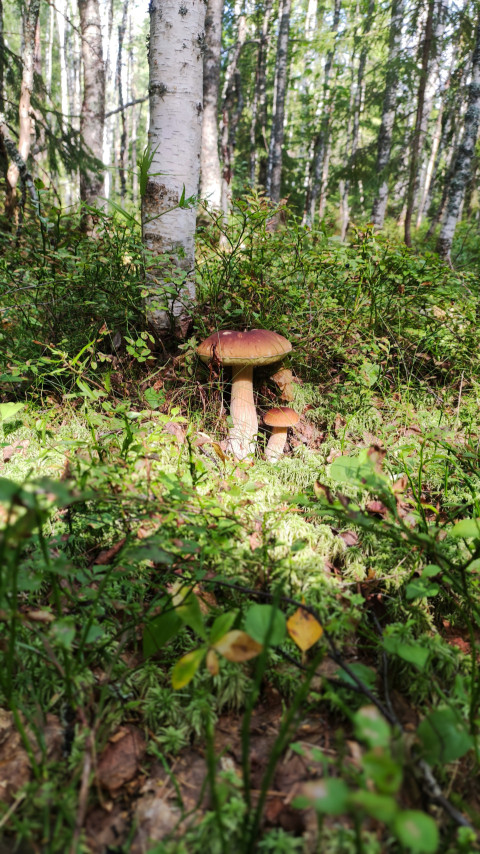 Белые грибы в мшистом лесу