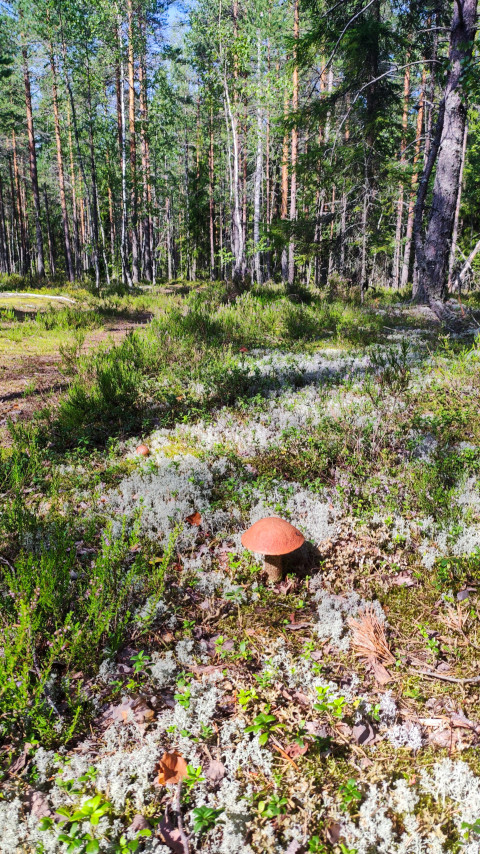 Гриб в сосновом лесу на фоне мха и лишайников
