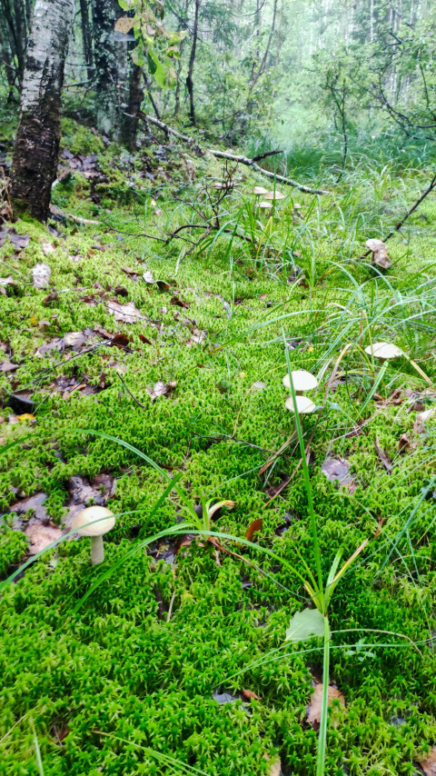 Молодые грибы среди мха и травы