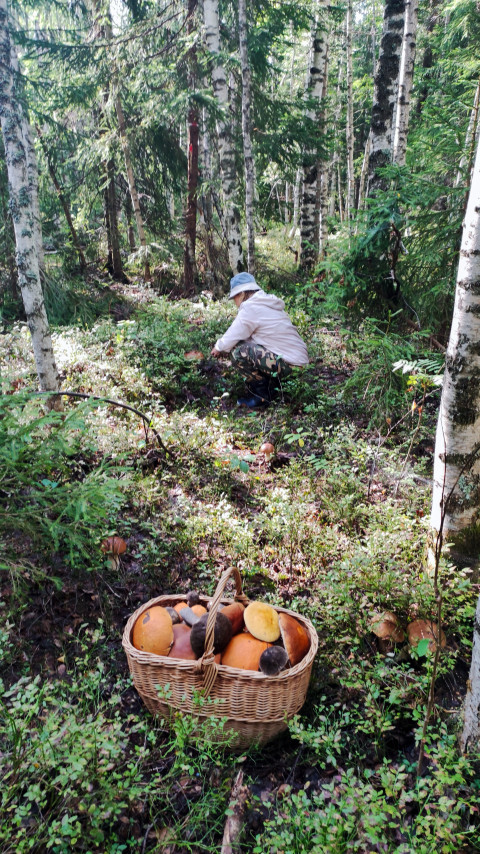 Женщина собирает грибы в лесу с корзиной