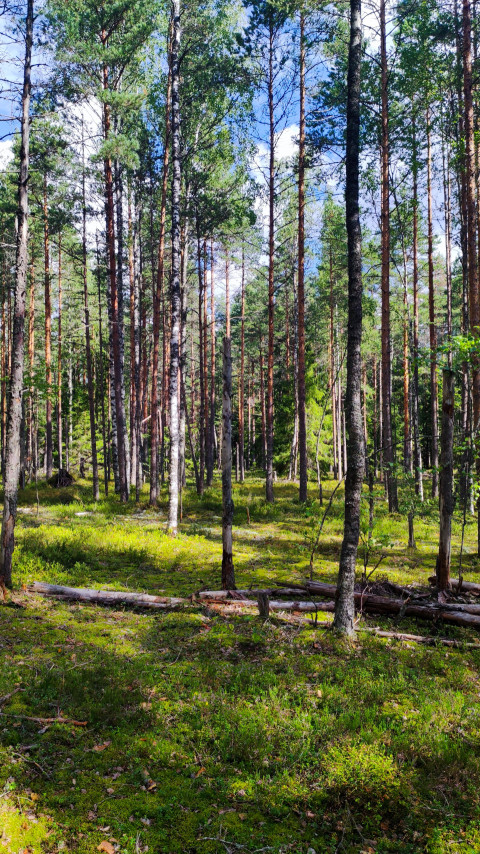 Хвойный лес с валежником и высокими стволами