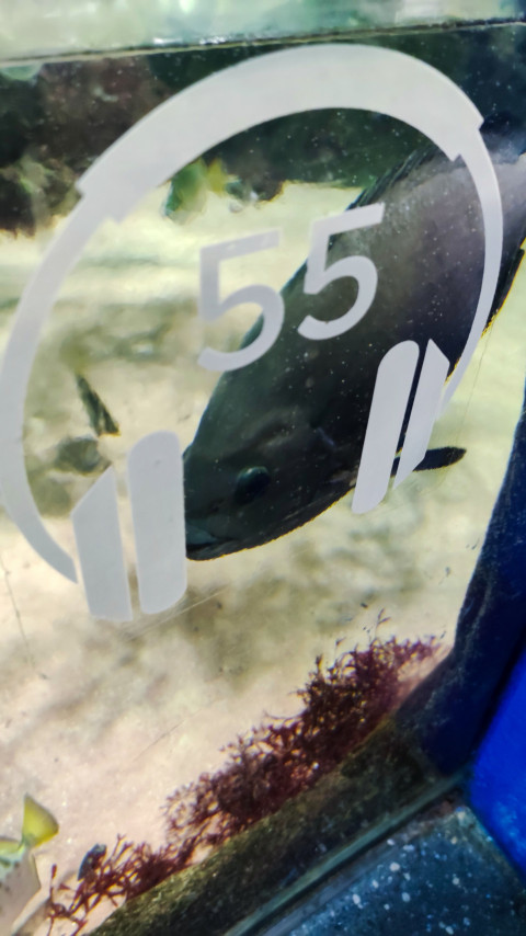 Рыба у смотрового стекла аквариума Москвариума