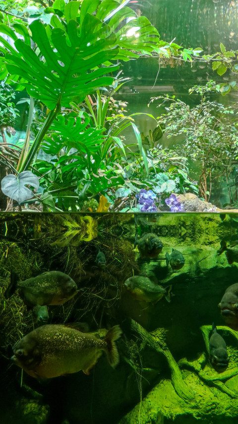Аквариумная экспозиция с тропическими растениями и рыбами в «Москвариуме»