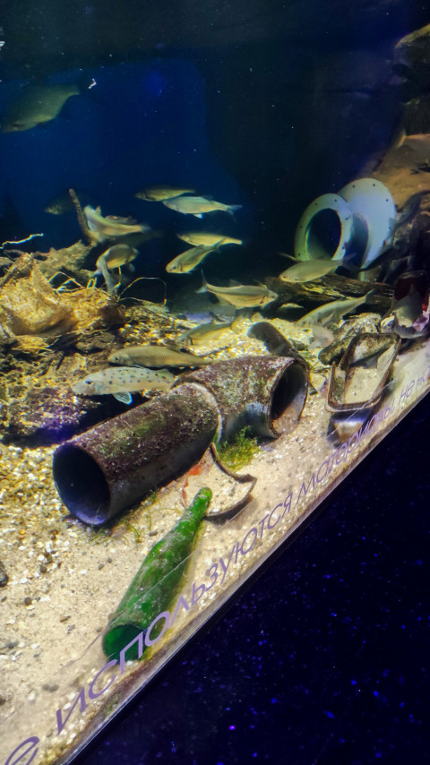 Пресноводные рыбы и элементы донного рельефа в аквариуме Москвариума