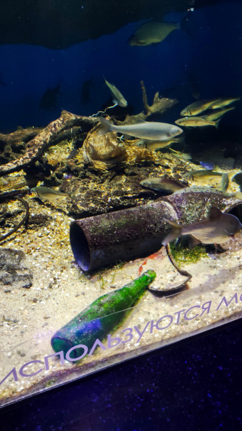 Пресноводные рыбы и элементы затонувших объектов в аквариуме