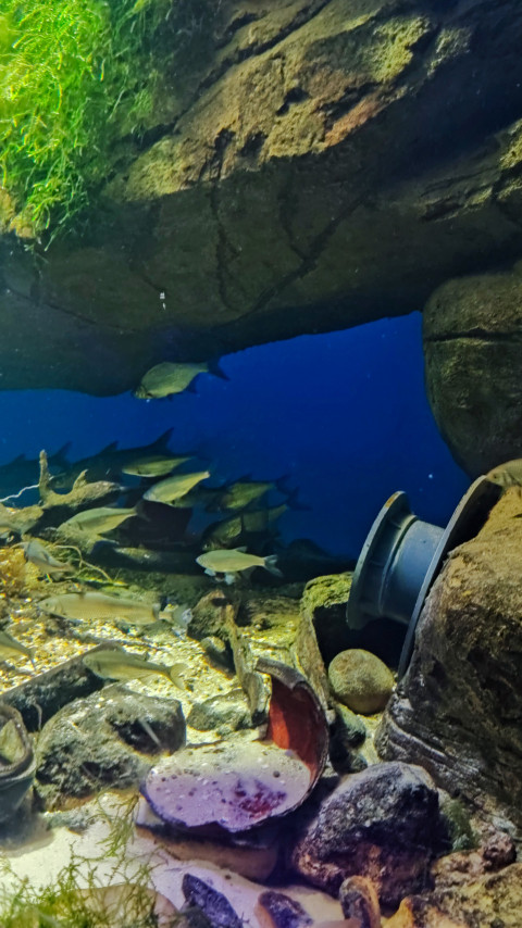 Аквариумная экспозиция с пресноводными рыбами и техногенными объектами