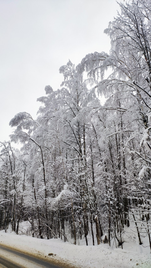 Снежный лиственный лес у дорожной кромки