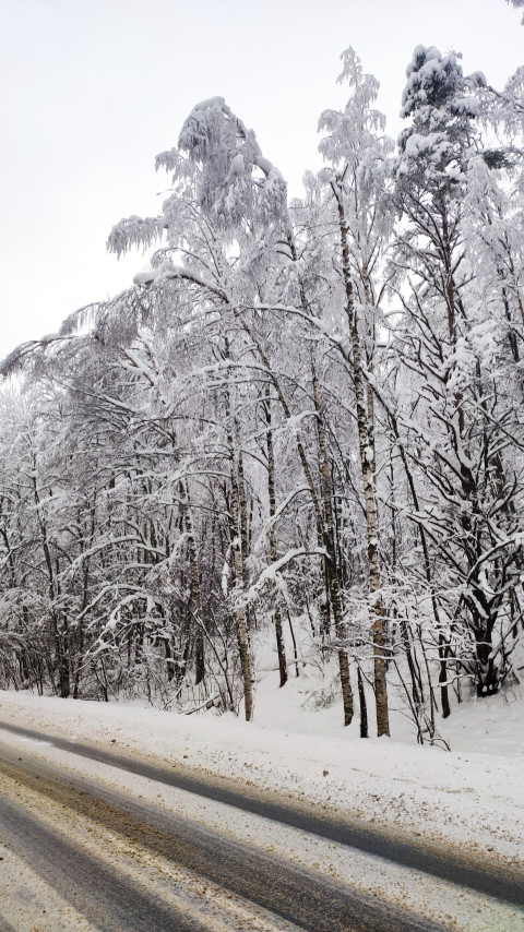 Снежные лиственные деревья у кромки зимней дороги