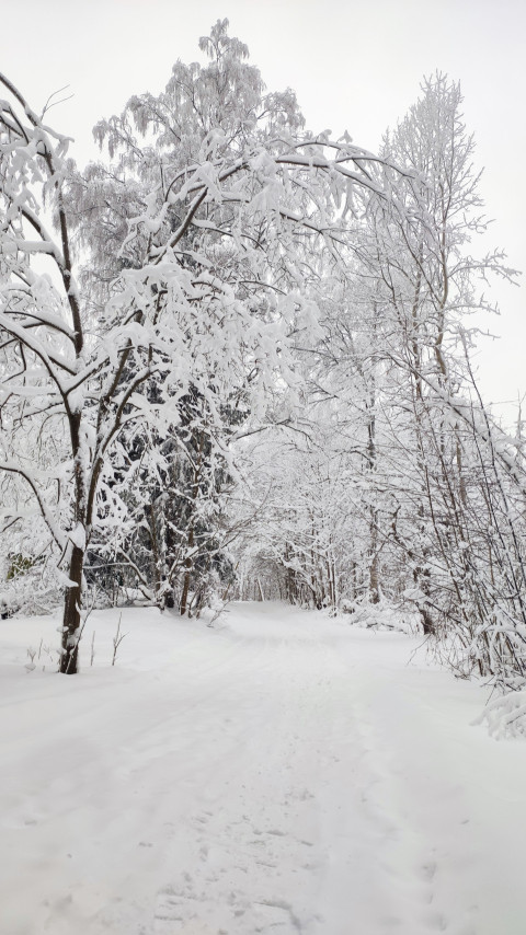 Зимняя лесная тропа среди заснеженных деревьев