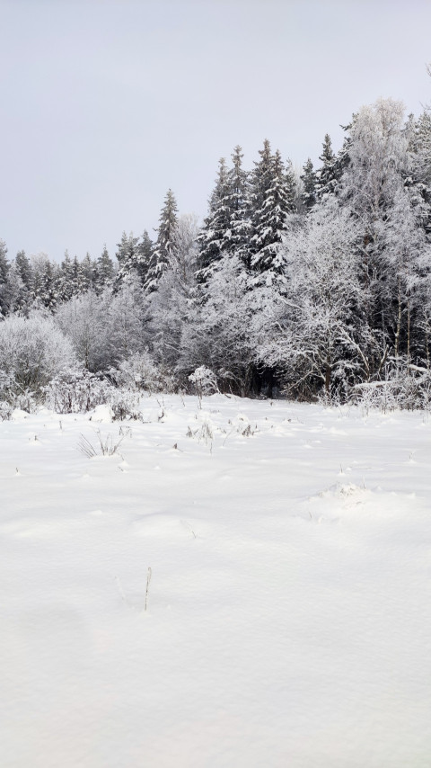 Заснеженное поле и кромка зимнего леса