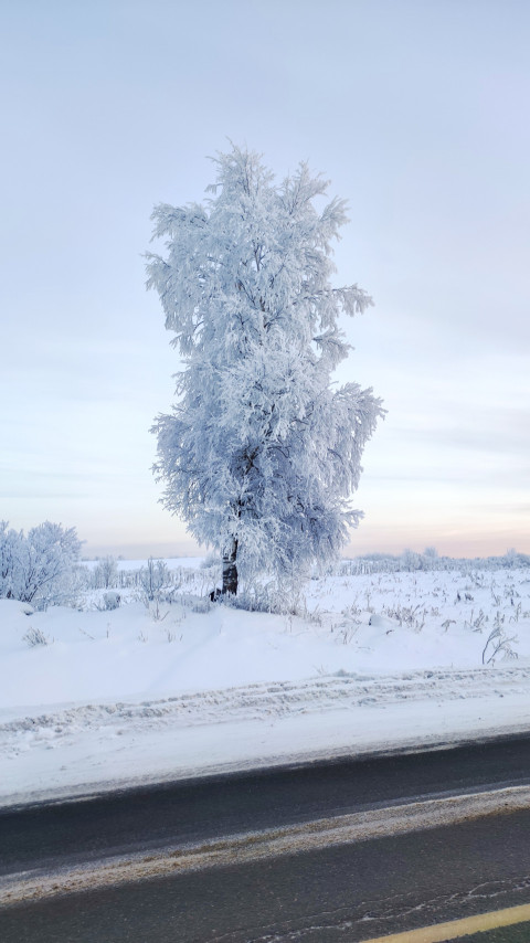 Зимнее дерево у дороги на фоне заснеженного поля