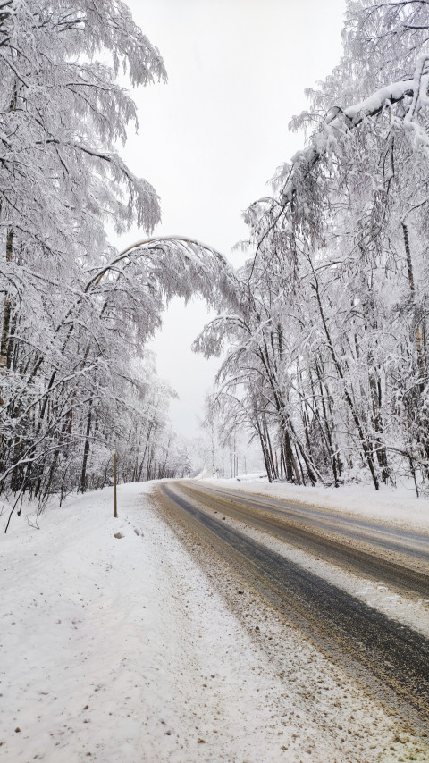 Изогнувшееся под снегом дерево над проезжей частью зимней трассы