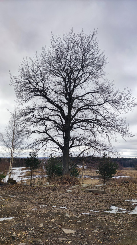 Большое листопадное дерево в конце зимы на фоне поля и леса