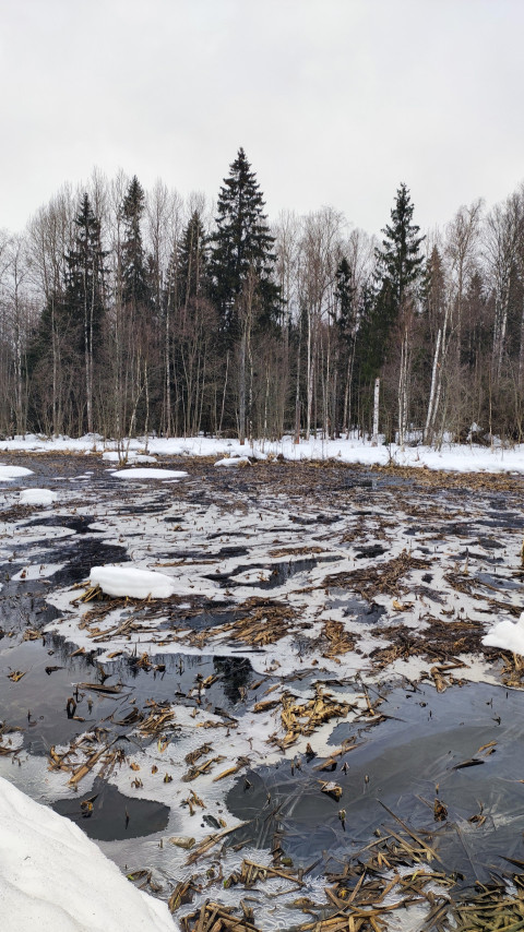 Замёрзшее болото среди хвойно-берёзового леса