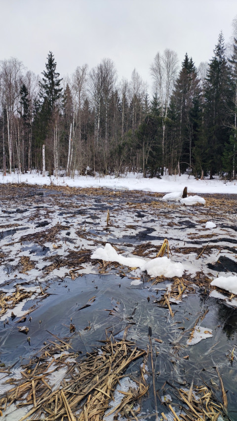 Весенний лёд и талая вода в северном лесу