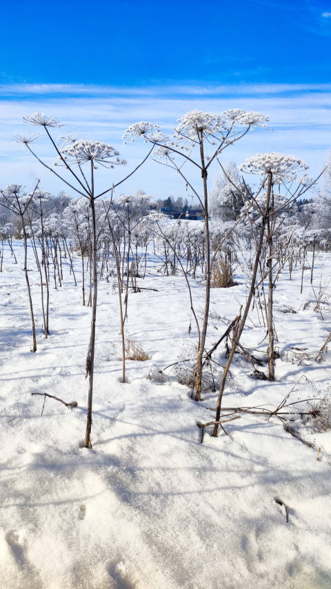 Высокие борщевики на заснеженном поле зимой