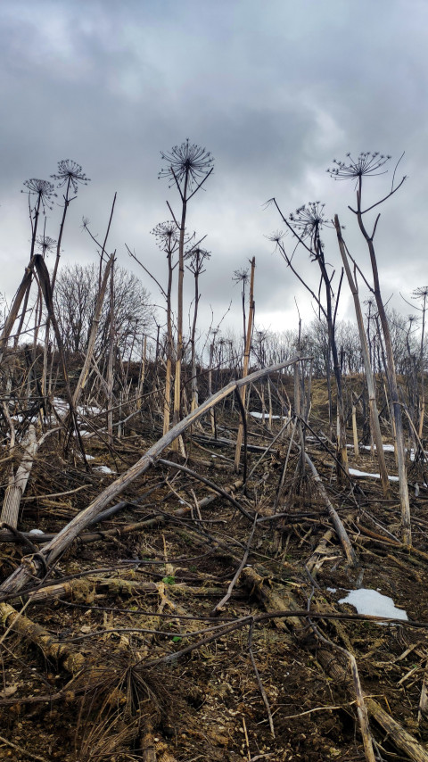 Засохшие стебли борщевика на фоне пасмурного неба