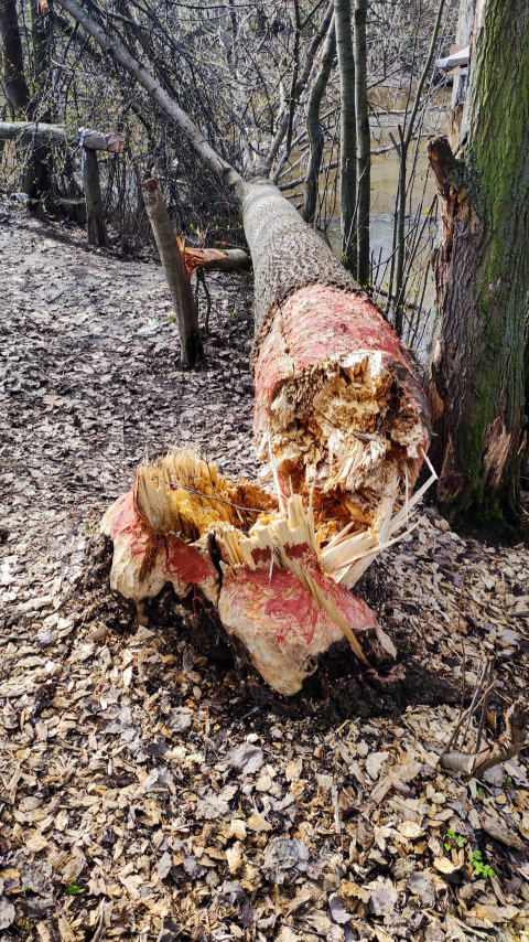 Сломанное дерево, поваленное бобрами, у тропы в парковой зоне
