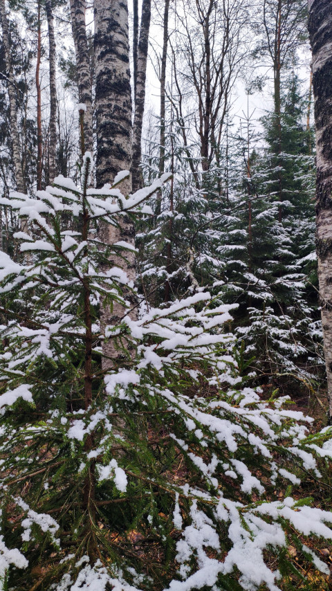 Молодая ель и берёзы в лесу после первого снега