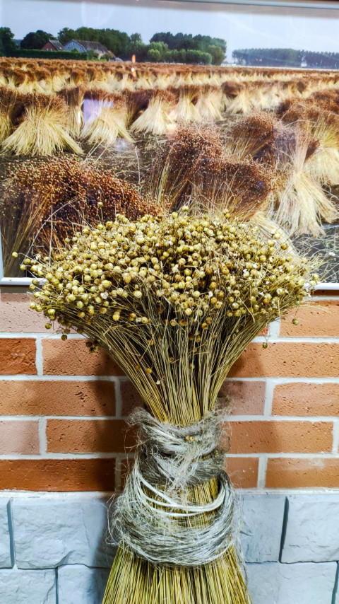 Демонстрационный сноп льна на фоне фотографии убранного поля