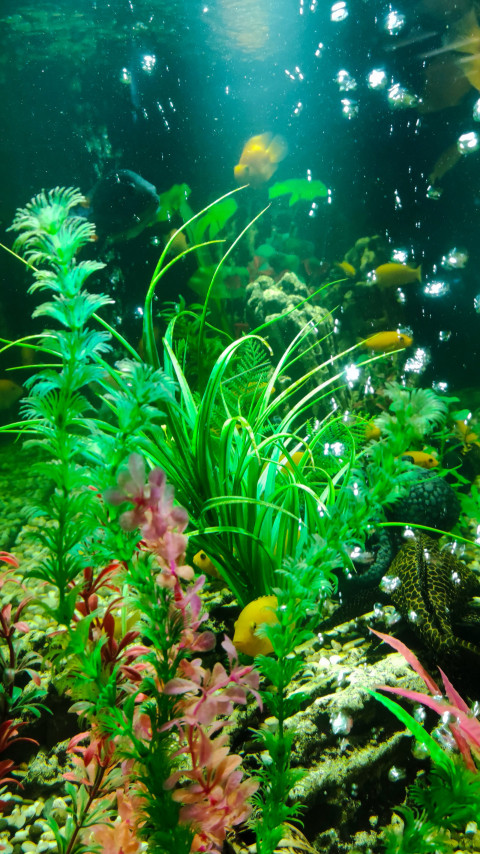 Декоративные водные растения и рыбы в аквариуме гостиницы «Космос»