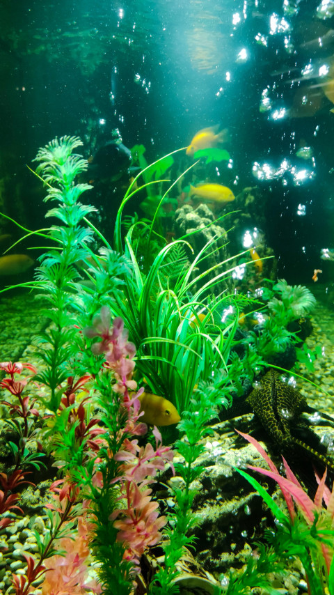 Аквариумные растения и рыбы в подсвеченной декоративной композиции