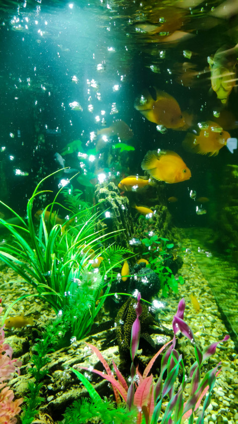 Рыбы и декоративные растения внутри аквариума гостиницы «Космос»