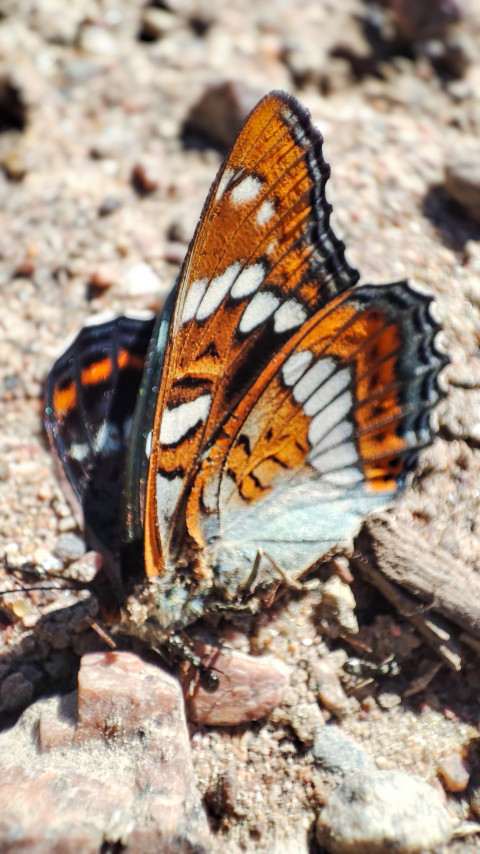 Макро яркой бабочки с оранжевыми крыльями и белыми пятнами на гальке