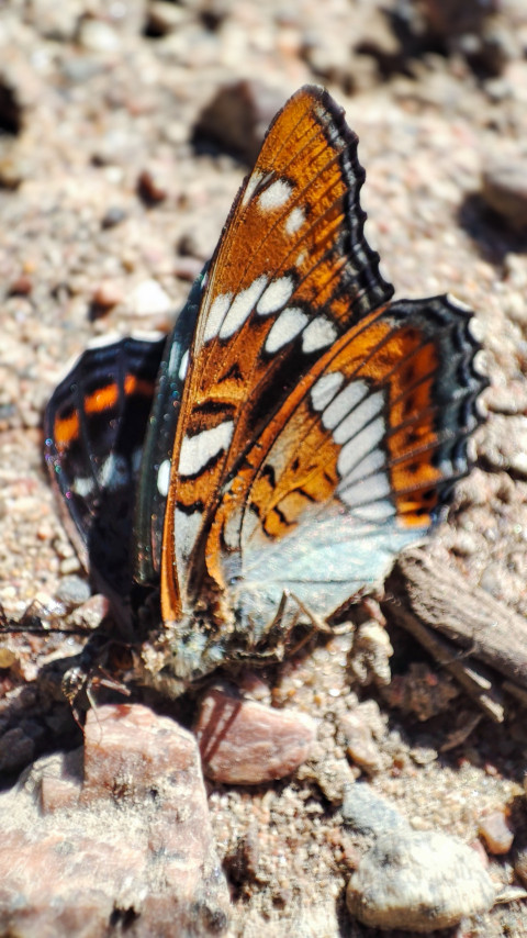 Вертикальный крупный план бабочки с контрастным рисунком на песке и камнях