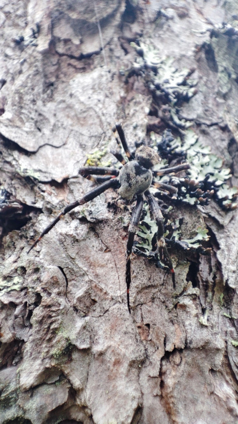 Паукообразное на коре дерева крупным планом в лесной подстилке