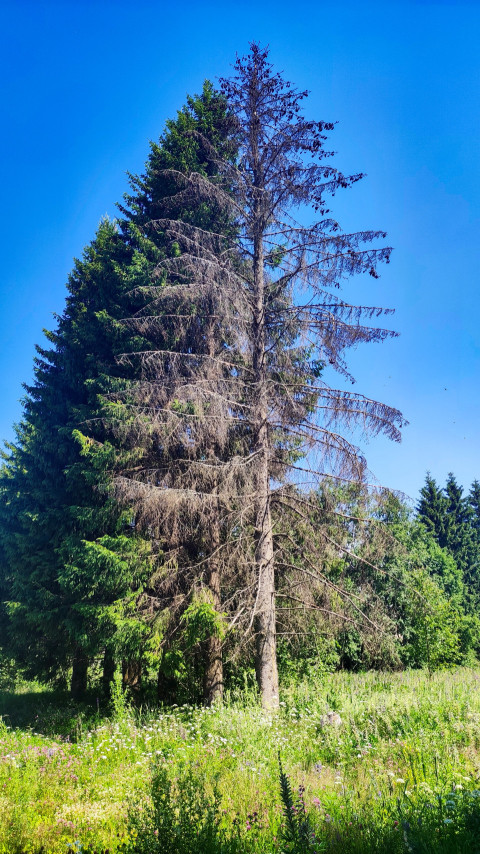 Засохшая ель на поляне рядом со здоровыми хвойными деревьями на фоне голубого неба