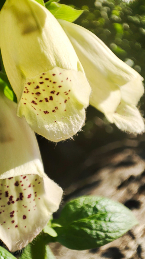 Крупный план пятнистого цветка наперстянки в солнечном свете