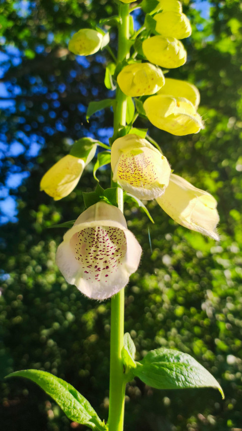 Соцветие наперстянки жёлтой Digitalis lutea с крапинками внутри венчика на зелёном фоне