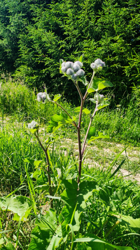 Лопух с бутонами на лугу на фоне хвойных деревьев