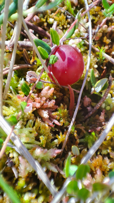 Ягода клюквы на тонком стебле в сфагнуме, макро