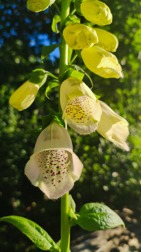 Соцветие наперстянки с бутонами и раскрытыми цветками на зелёном фоне