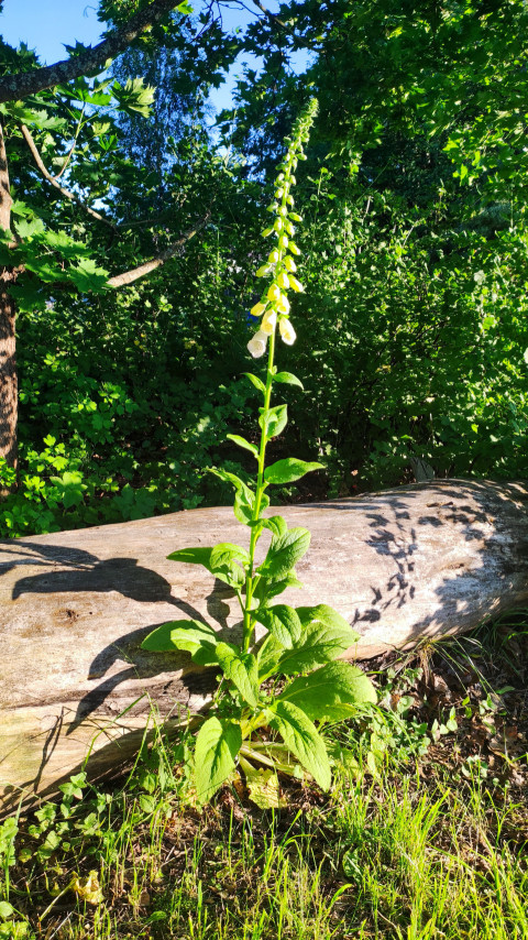 Наперстянка жёлтая Digitalis lutea цветёт на лесной опушке рядом с поваленным бревном