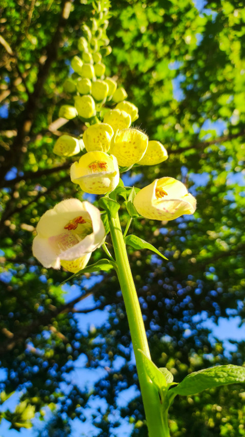 Цветущая наперстянка, снятая снизу на фоне кроны деревьев и голубого неба