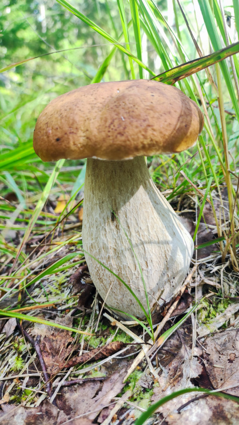 Белый гриб (боровик) крупным планом на лесной подстилке