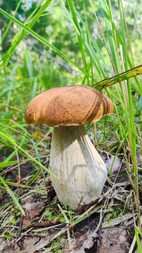 Белый гриб среди травы и мха на лесной почве с мягким естественным освещением