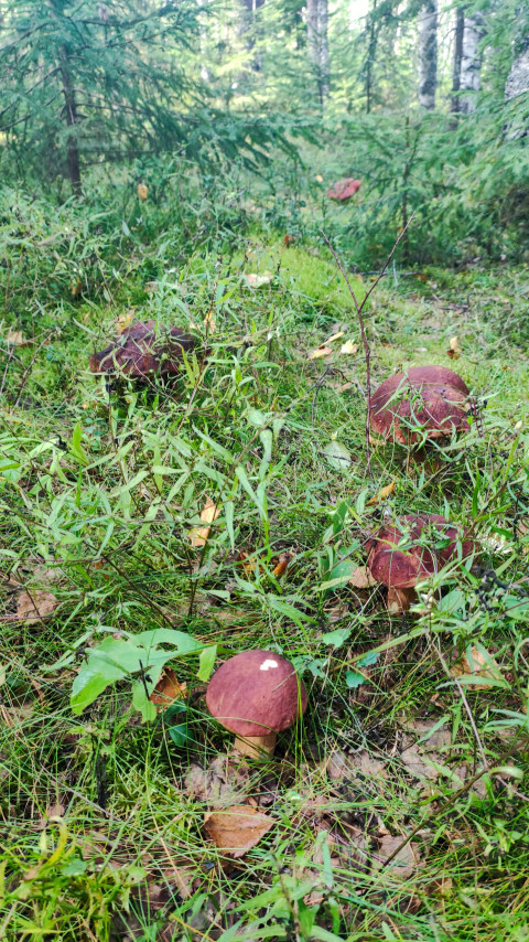 Группа белых грибов (боровиков) на лесной поляне
