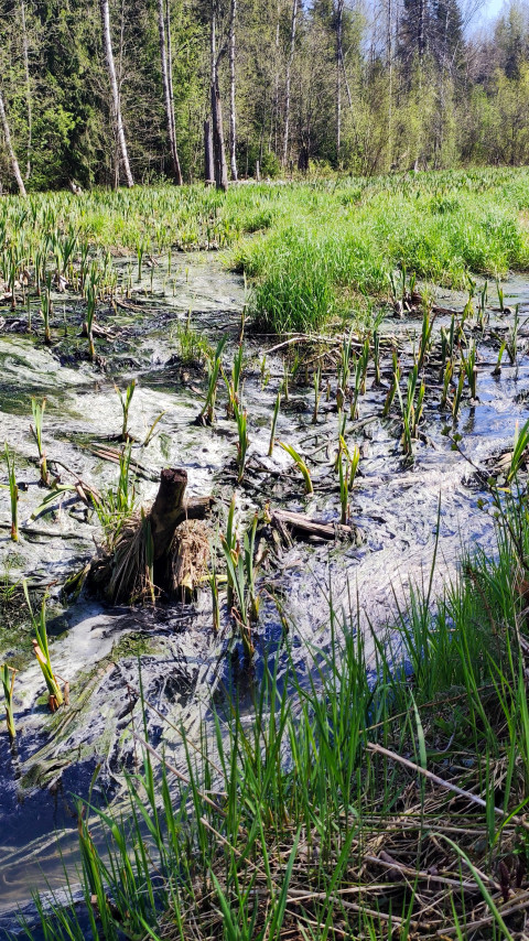 Заболоченная низина с густой молодой растительностью и остатками стеблей