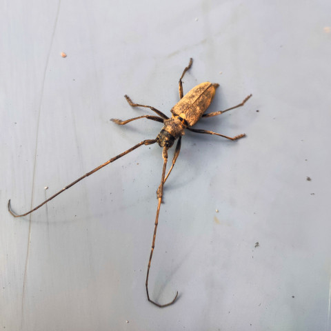 Крупный план жука-усача на однотонной металлической поверхности