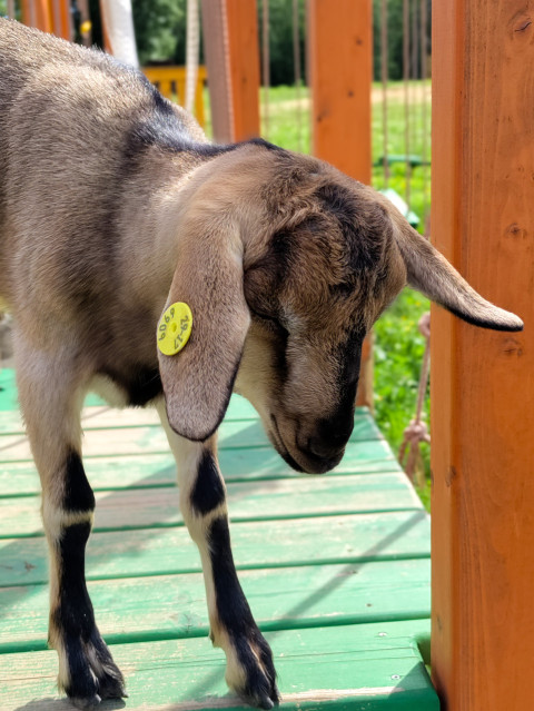 Коза с жёлтой ушной биркой на платформе деревянной конструкции