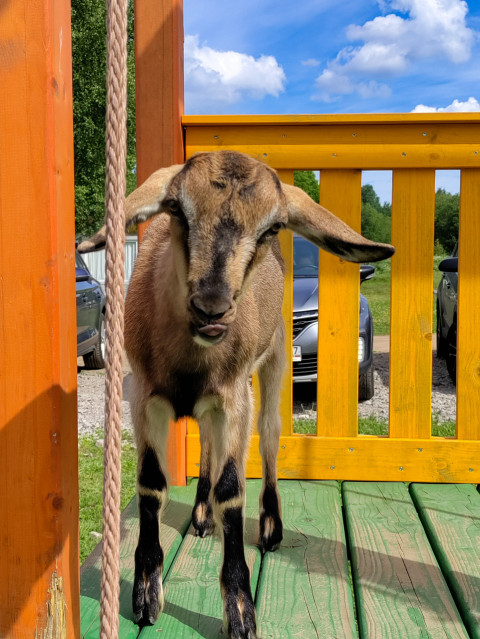 Молодая коза у каната на зелёном настиле с жёлтым ограждением